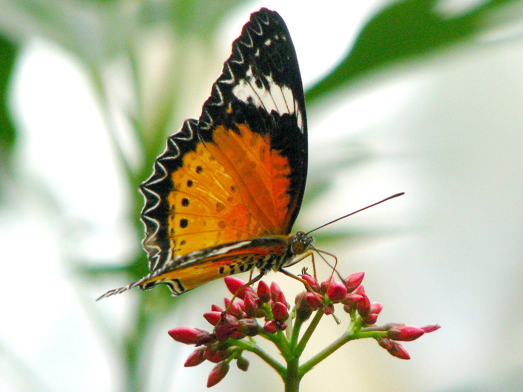 Butterfly Nectar DIY Terri's Little Haven