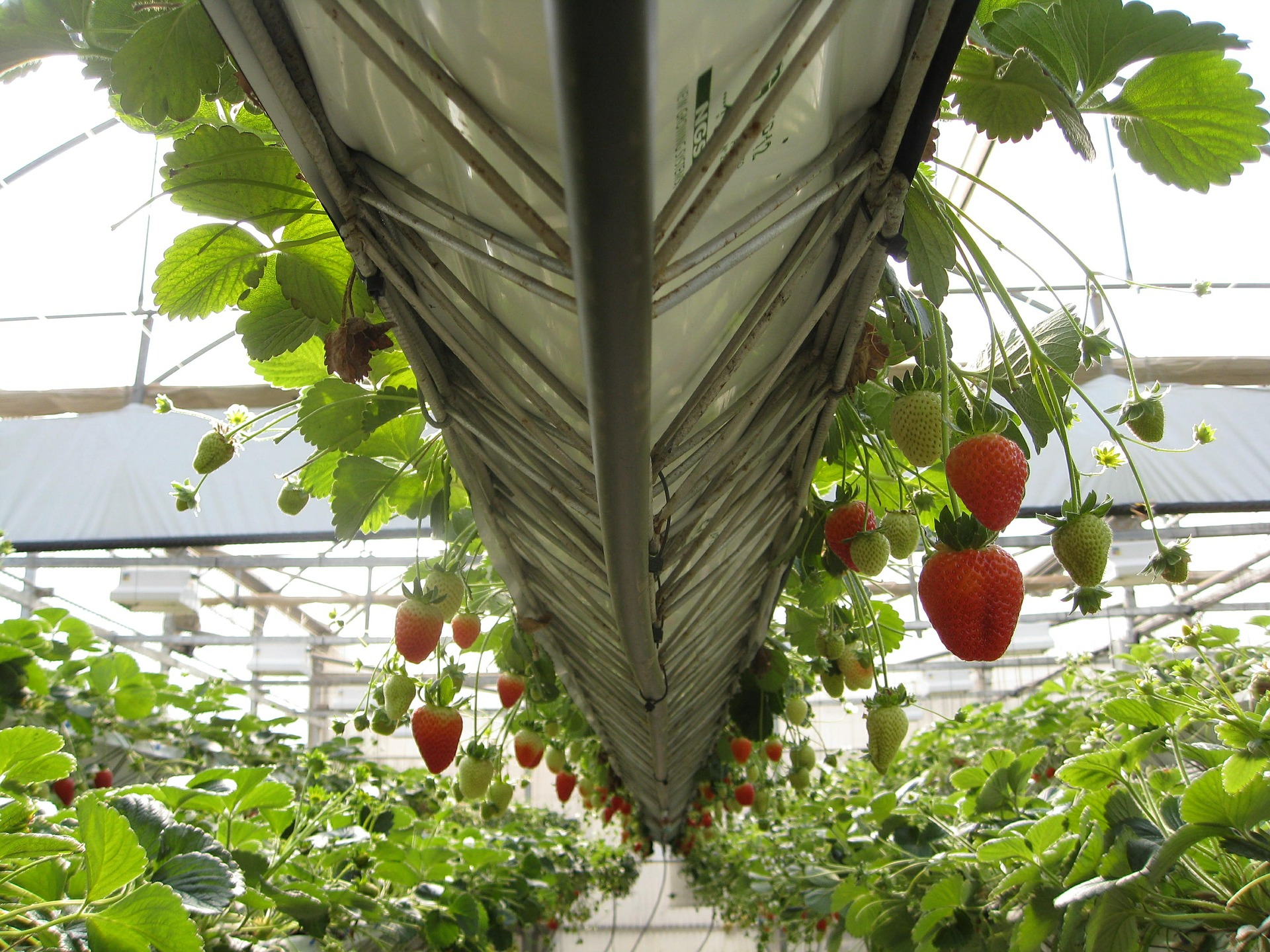 How A Small Greenhouse Can Grow Fruits In Your Garden All Year Round Terris Little Haven 
