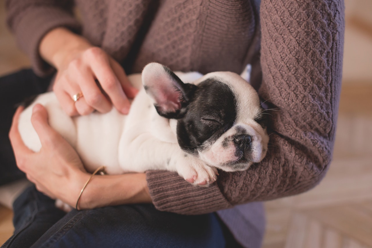 The Qualities That Will Make You A Wonderful Doggy Parent 100%