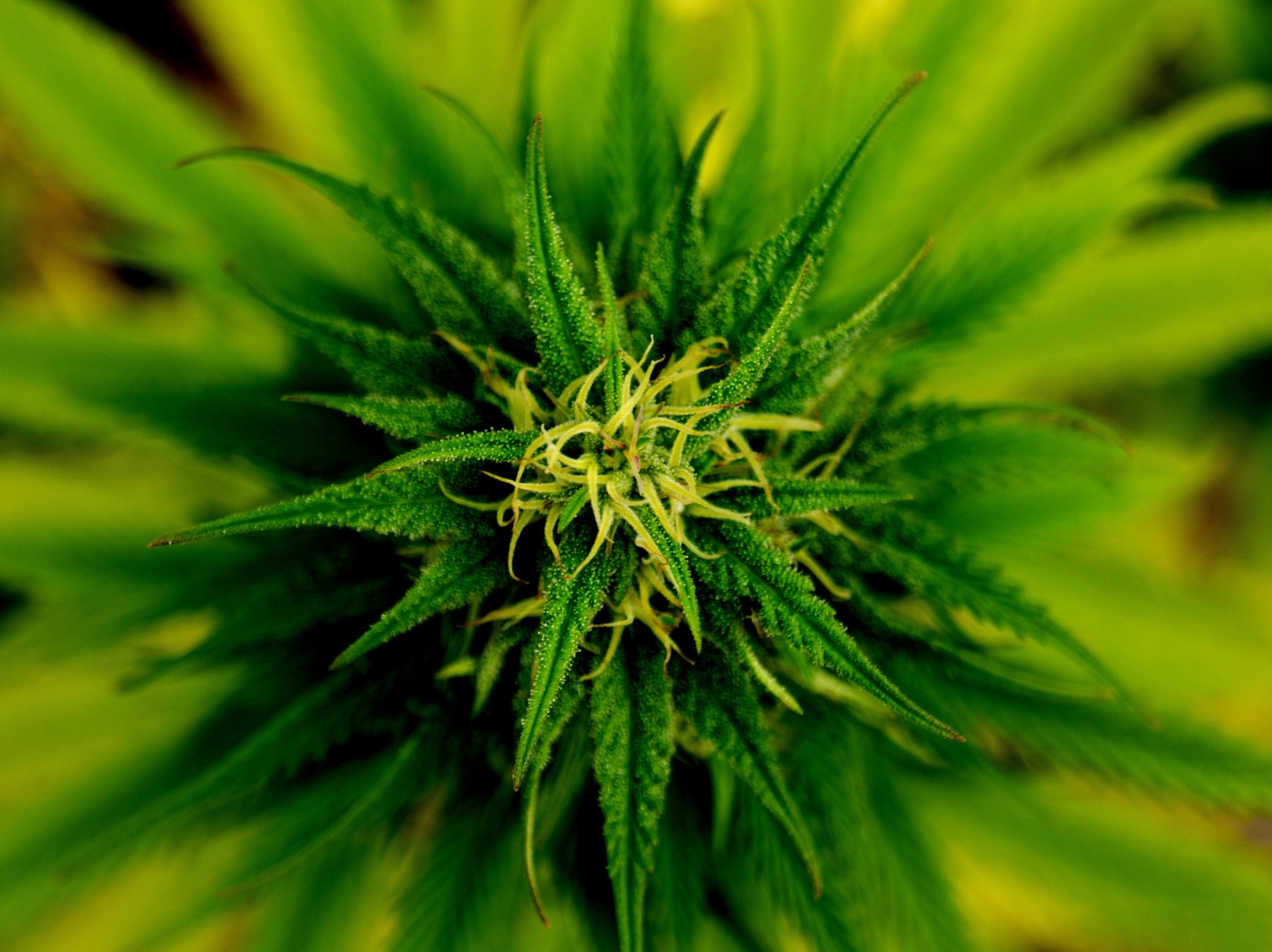 7 Amazing Health Benefits of Marijuana Consumption