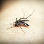Best Tips to Prevent Malaria