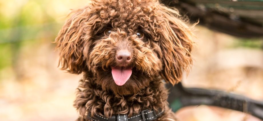 adding a dog to the family