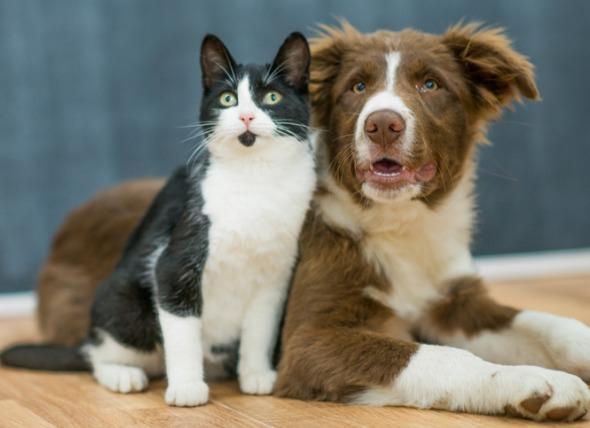 All you Need to Know About CBD and Endocannabinoid System in Pets