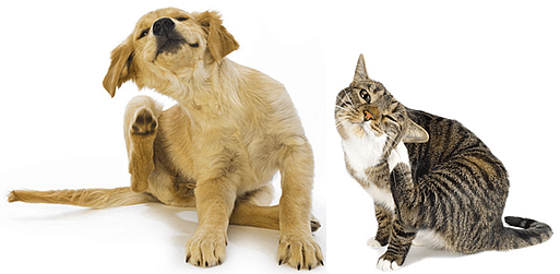 Hemp Oil for Treating Skin Issues In Pets