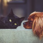 What is Dog and Cat Anxiety? How Can You Help?