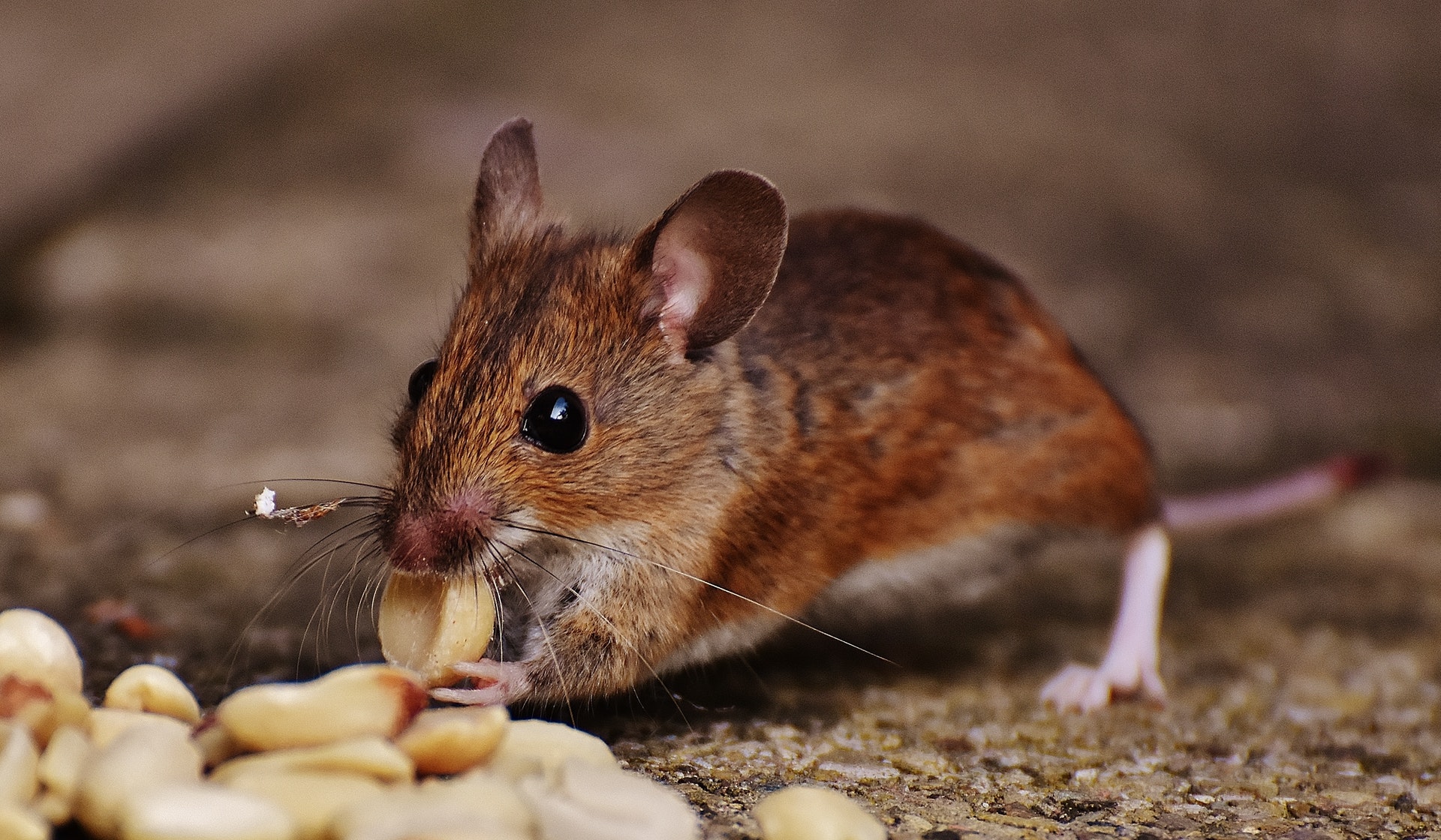 4 Most Common Reasons That People Have a Pest Infestation