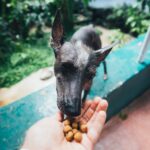 How to take care of your pet's diet and why it's important