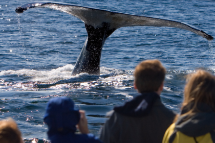 Top 4 Whale Watching Cruise Destination in Los Angeles