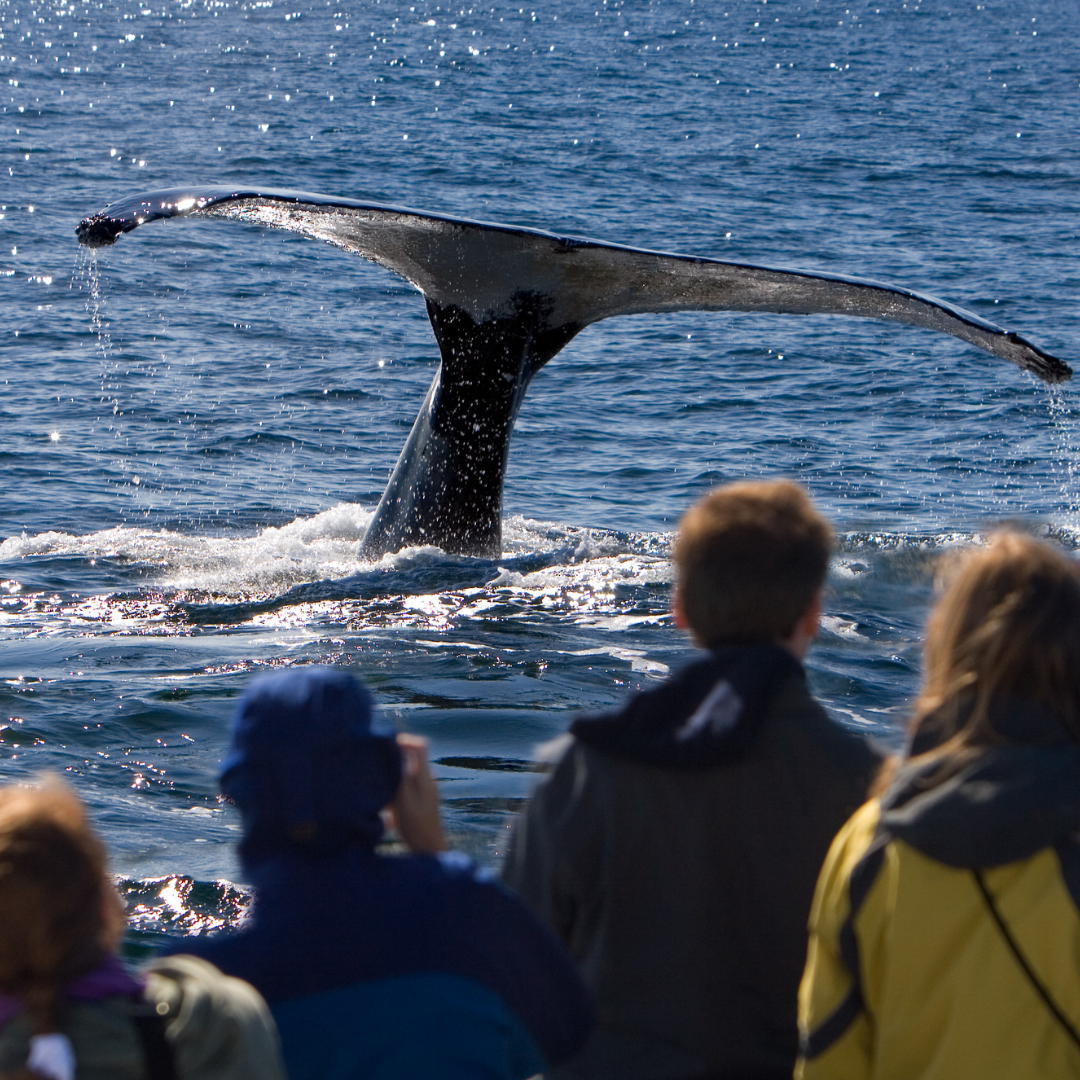 Top 4 Whale Watching Cruise Destination in Los Angeles