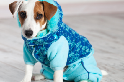 How To Protect Your Dog Throughout The Winter