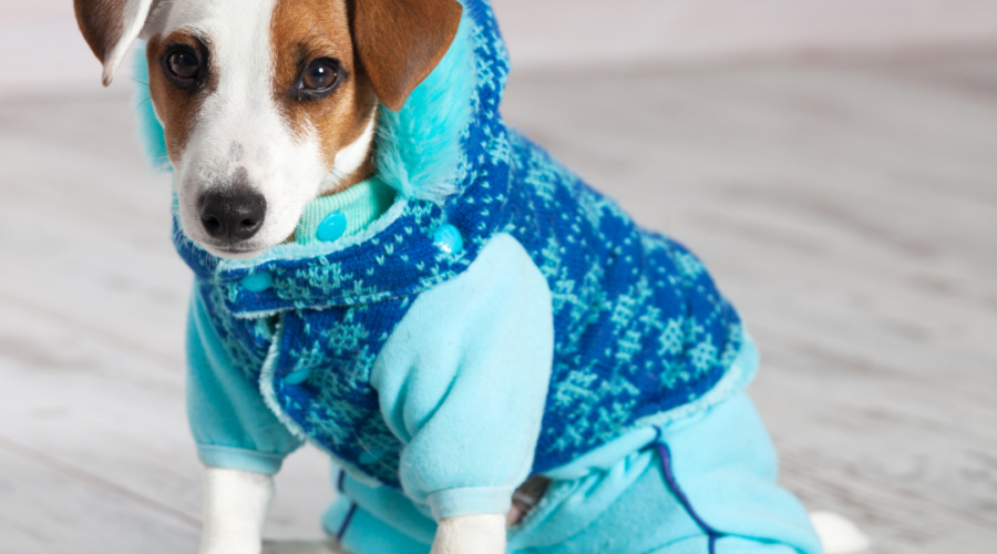 How To Protect Your Dog Throughout The Winter