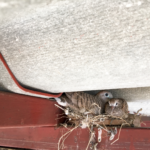 Pest Management Checklist For New Homeowners