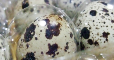 What Are Fertile Quail Eggs and Things to Check When Buying Them Online?