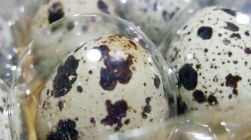What Are Fertile Quail Eggs and Things to Check When Buying Them Online?