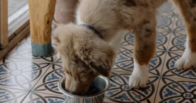 6 Important Pet-Feeding Tips You Should Know
