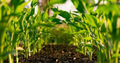 Regenerative Farming: 5 Strategies Farmers Are Using to Restore Soil Health and Biodiversity