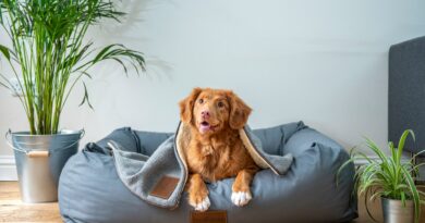 Key Things To Consider BEFORE Welcoming A Pet Into Your Home
