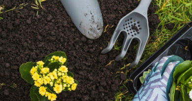 New Year, New Garden A Complete Guide To Take Up Gardening In 2024