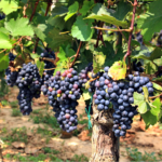 Bottled Beauties: 7 Popular Grape Varieties and Their Characteristics