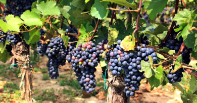 Bottled Beauties: 7 Popular Grape Varieties and Their Characteristics