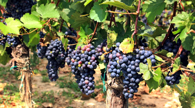Bottled Beauties: 7 Popular Grape Varieties and Their Characteristics