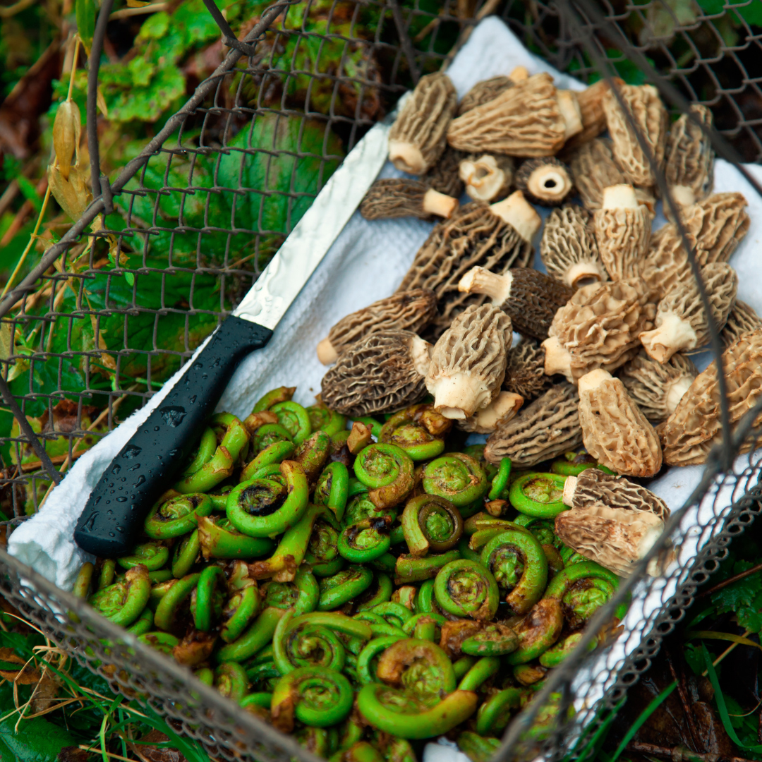 A Guide to Unveiling Nature's Bounty through Urban Foraging