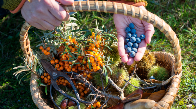 A Guide to Unveiling Nature's Bounty through Urban Foraging