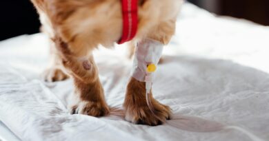5 Ways To Pay For Expensive Vet Bills