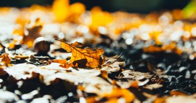 Remove Fallen Leaves From Your Garden The Right Way (3 Steps)