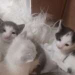 5 Summer Hobby Projects You Can Do With Your Kids at Home